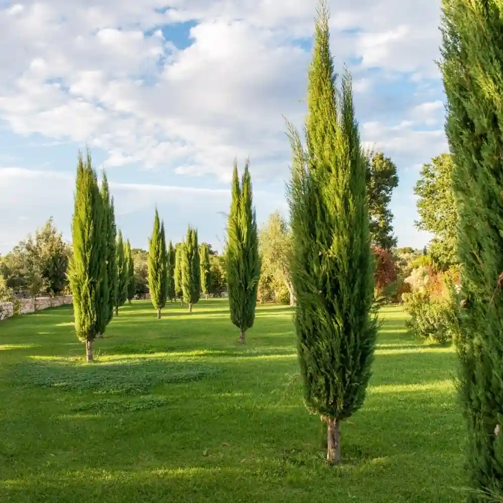 Green Cyprus